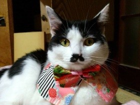 ちょびひげ模様で家族をとりこにしたハチワレ猫「みな」　おてんばに成長中