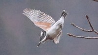 餌を捕るため水面へ向かいダイブするヤマセミ　影山克己さん提供