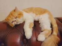 寝ている姿がぬいぐるみのようなぽあくん（提供：ぽあくんさん）