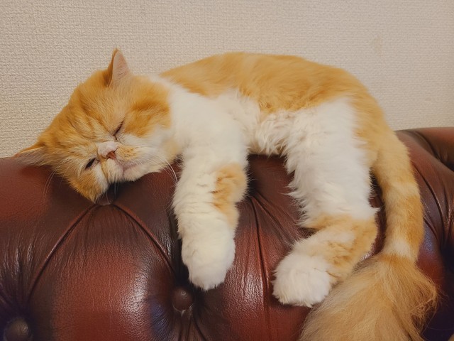 寝ている姿がぬいぐるみのようなぽあくん（提供：ぽあくんさん）