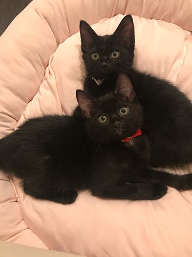 ゴメズとフェスター