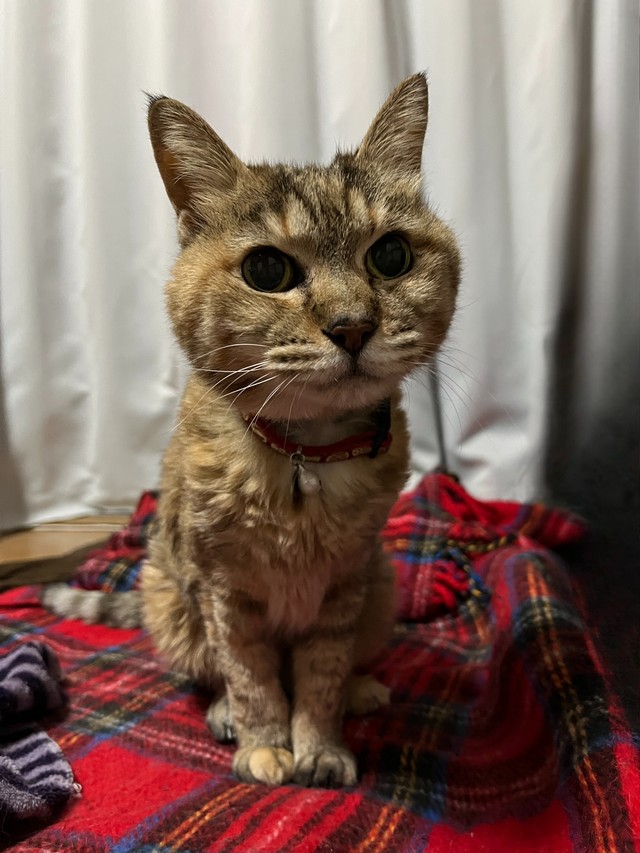 今は亡きリリィちゃん（おたむさん提供）