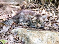 山道で横たわっていたルナちゃん（画像提供：なちゅふぉとさん）