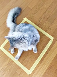 さらに、毛づくろいをしてくつろぎ始めた凛ちゃん（画像提供：石油王さん）