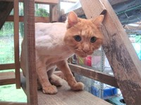 毛を刈られたくまくん。毛がなくなっても、少し臭いがありました