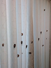 ポストする前日のカーテンの様子（提供：トリッシュさん）