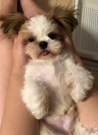 ぬいぐるみのような可愛らしさ＝ぽたさん（@nejiringbow）提供