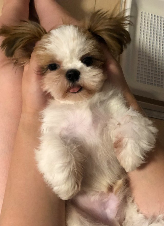 ぬいぐるみのような可愛らしさ＝ぽたさん（@nejiringbow）提供