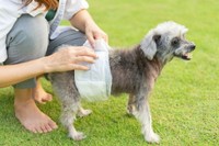 愛犬に「おむつやマナーベルトを取り入れている」と答えた人は4割弱　※画像はイメージです（Patcharanan/stock.adobe.com）