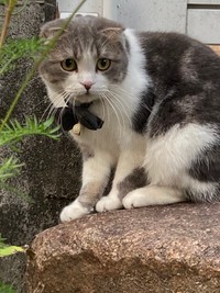 おびえるような表情をするコハクくん