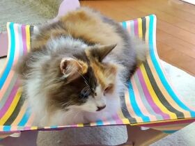 快適だにゃ　新しいハンモックを試すノルウェージャンフォレストキャット「ぺぃ」