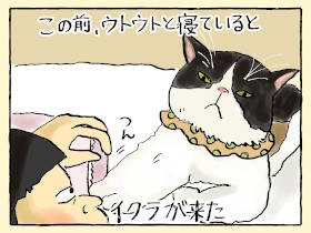 違う、ワシじゃない…！　愛猫「イクラ」に思わぬ濡れ衣を着せられる