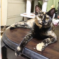 美人さんになりました