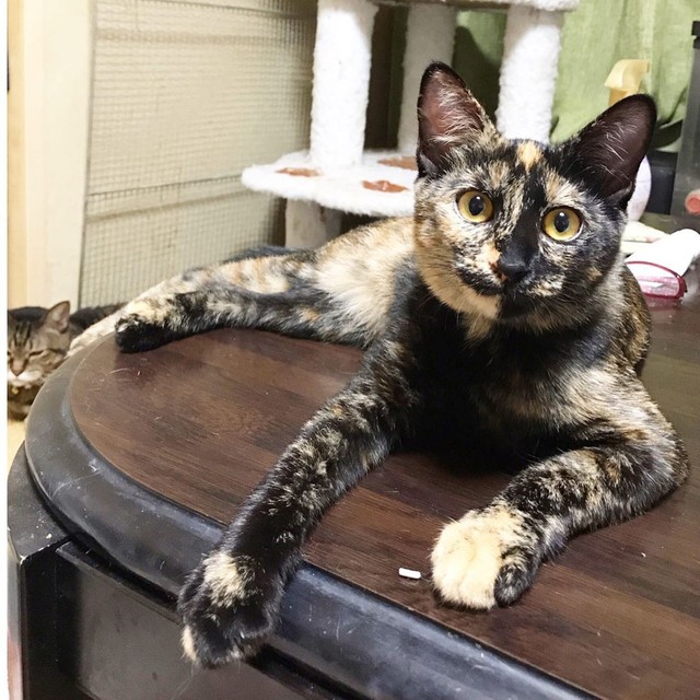 美人さんになりました