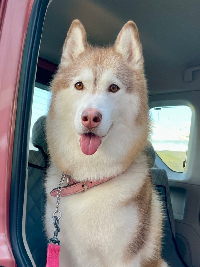 後日、今度は砂利をジャリジャリして嘔吐してしまったというシャンテちゃん。オヤツの方が美味しいですよ（画像提供：ハマジさん）