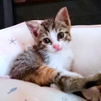 お迎え後、飼い主さんを見つめる愛らしいあめちゃん（画像提供：しまみけさん）