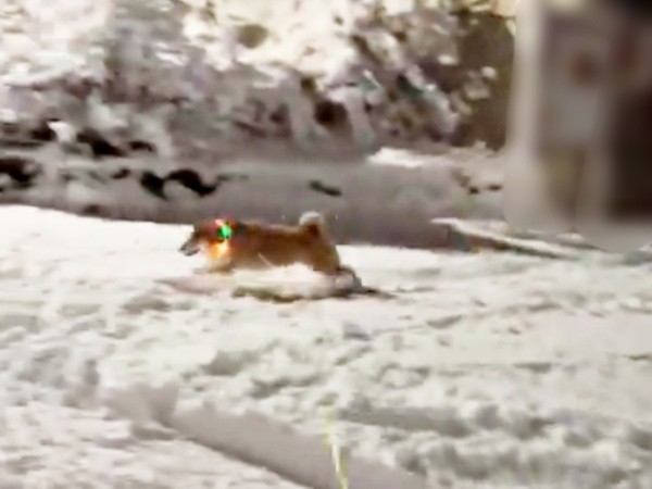 「待って！」という飼い主さんの声をさえぎるように駆け回るハクくん（画像提供：HAKU_shiba2020さん）