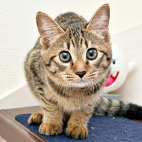 あどけない表情が愛らしいれんれんくん（画像提供：キジあにゃさん）