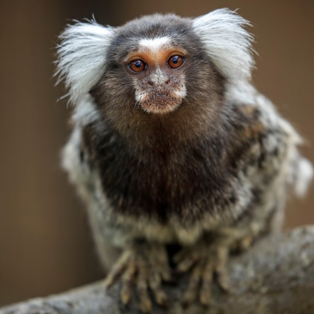 バスで発見されたコンマーモセット