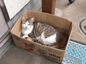 野良猫を保護したいとき、どうすればいい？　動物保護団体にその方法を聞いてみた