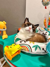 「新しいおもちゃありがとう」と言っているみたい（画像提供：ロンとテンと時々たっきーさん）