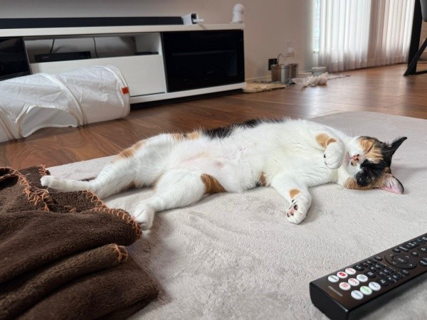 へそ天になって眠るおこげちゃん（画像提供：カワラさん）