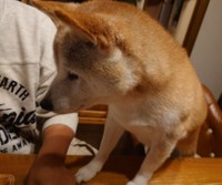 ストーブよりパンがいいあんずちゃん＝茶々丸一家さん（@chachamaru0803）提供