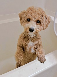 足湯をしてすっきり！ 二足立ちするたむくん（画像提供：たむさん）