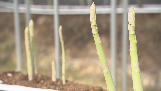 一番おいしい食べ方は？1日何cm伸びる？　アスパラガスにまつわる疑問【みんなのハテナ】