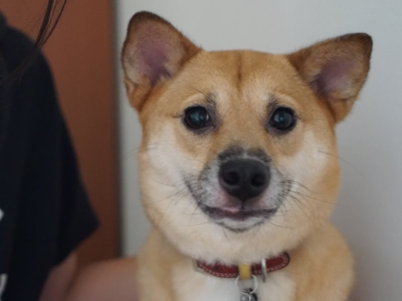 初めて飼った犬は元野良犬 超ビビリが家族の努力で心を開いた 犬 猫との幸せな暮らしのためのペット情報サイト Sippo