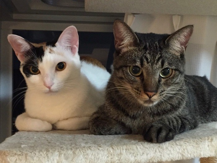 もの言いたげな二匹