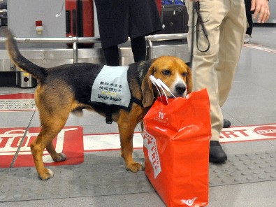 「これ臭うワンワン」元野良犬のビーグルいまや検疫探知犬