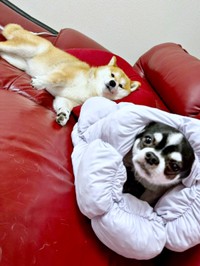 ソファ上で仲良くくつろぐ（左から）あずきちゃん、いくらちゃん（画像提供：林さん）