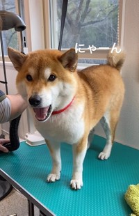 猫のように「にゃーん」と鳴く柴犬さんが話題に（「sadaharu shiba」さん提供、Instagramよりキャプチャ撮影）