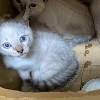 段ボール箱に入れられて捨てられていたという4匹の子猫たち（「伊賀の猫好きおばさんSAI」さん提供）