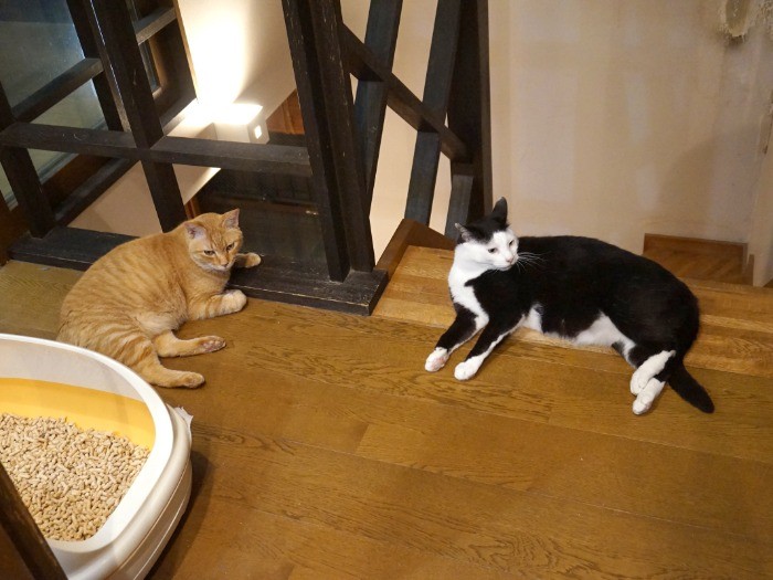 飼い猫２年目。同居猫との距離が近づいてきた（ねりまねこ提供）