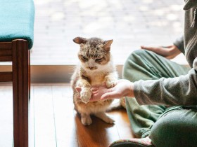 庭猫「スンスン」去勢手術のため赤ヒゲ先生の元へ　だけど万が一を考え延期することに