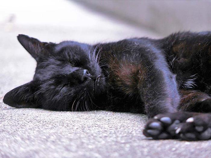 道路で寝る斎藤さん＝まちかねこ調査隊提供