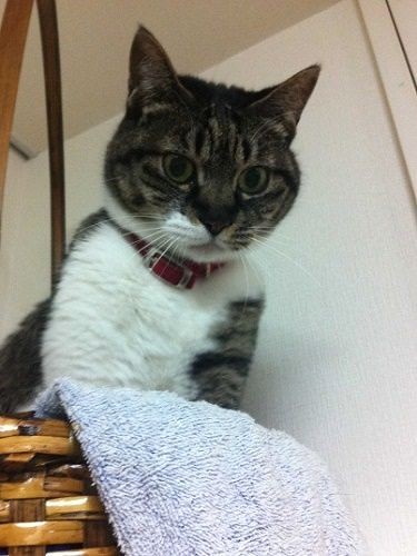 同居直後に愛猫が突然死 夫婦がペットロスを乗り越えるまで  犬・猫と 