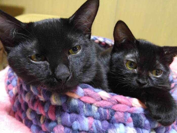 110匹の崩壊現場からレスキューしたクルル（左）とサラの兄妹。サラは原因不明のガスがおなかに溜り、入院してガスを抜いたことも。病弱だが「サラがいい」と気に入って受け入れてくれる優しい家族が見つかった（亜妃さん提供）