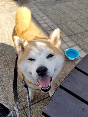 「焼き芋やりんご、きゅうりなどのおやつを持って、遠足スタイルで散歩に行くのが毎週末本当に楽しかったなぁ」と朋子さん（朋子さん提供）