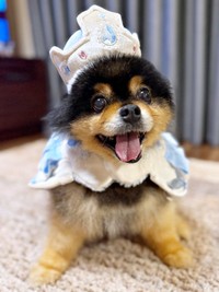 王様の衣装がよく似合うたろ吉ちゃん（画像提供：たろ吉（メスのポメ）の飼い主さん）