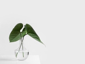 「かわいい」と言われると、小さな動物として見られているような気がした