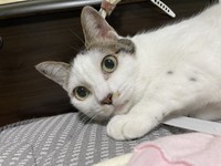 先住猫コロネちゃん