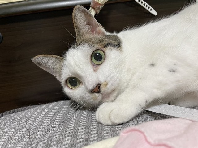 先住猫コロネちゃん