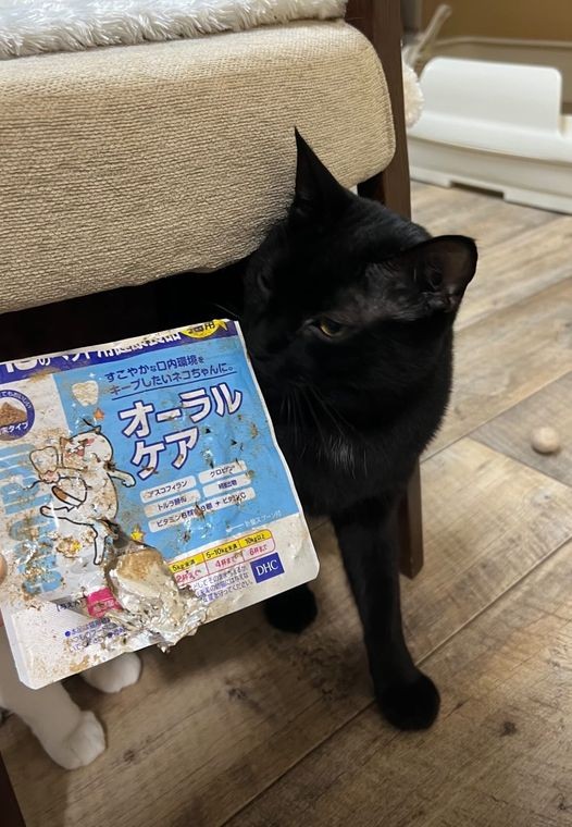 いたずらしたのバレちゃった