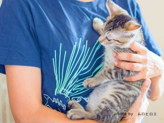 この子は、ビニール袋に入れられ川岸に捨てられていました。運よく保護され、甘え上手な子猫に成長しています