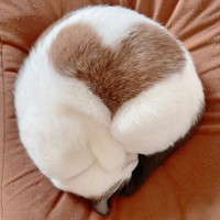 冬の風物詩になったぽんちゃんのハートマーク（画像提供：マミ太郎さん）