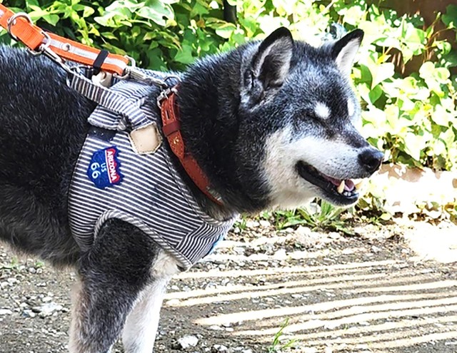 サンちゃんに良いご縁がありますように 