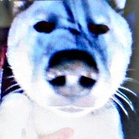 パピー時代のしろくん。衝撃的なお顔になった思い出とはーー （画像提供：ちろさん）